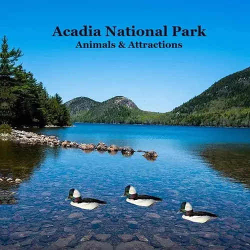 Acadia National Park Animals And Attractions Kids Book: Great Way For Kids To See The Animals And Attractions In Acadia National Park - Paperback 1