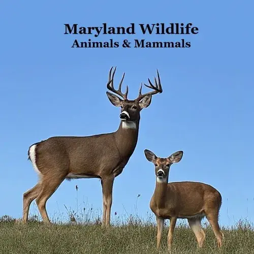 Maryland Animals And Mammals Kids Wildlife Book: Great Wildlife Book About Animals And Mammals In Maryland - Paperback 1