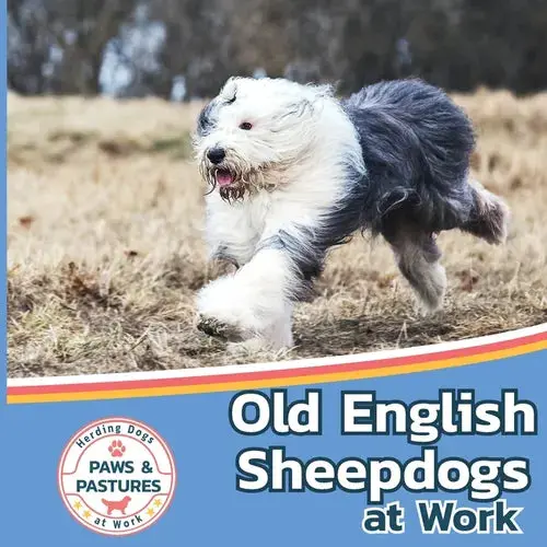 Old English Sheepdogs At Work - Paperback 1