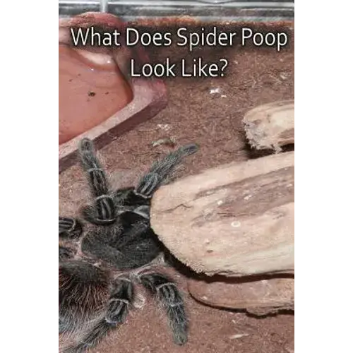 What Does Spider Poop Look Like? - Paperback 1