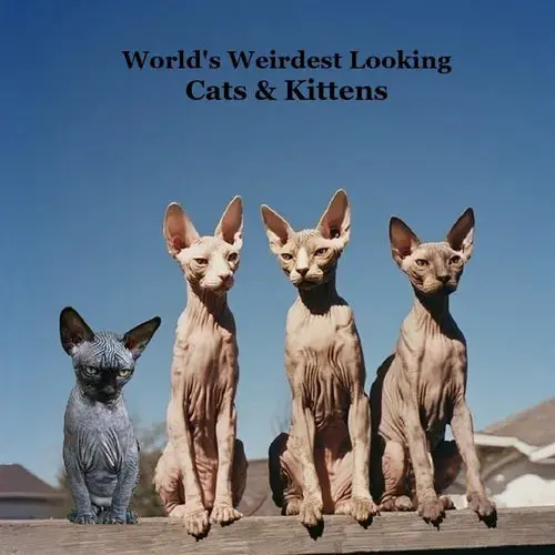 World's Weirdest Looking Cats And Kittens Kids Book: Great Way For Children To Meet The Weirdest Looking Cats And Kittens - Paperback 1